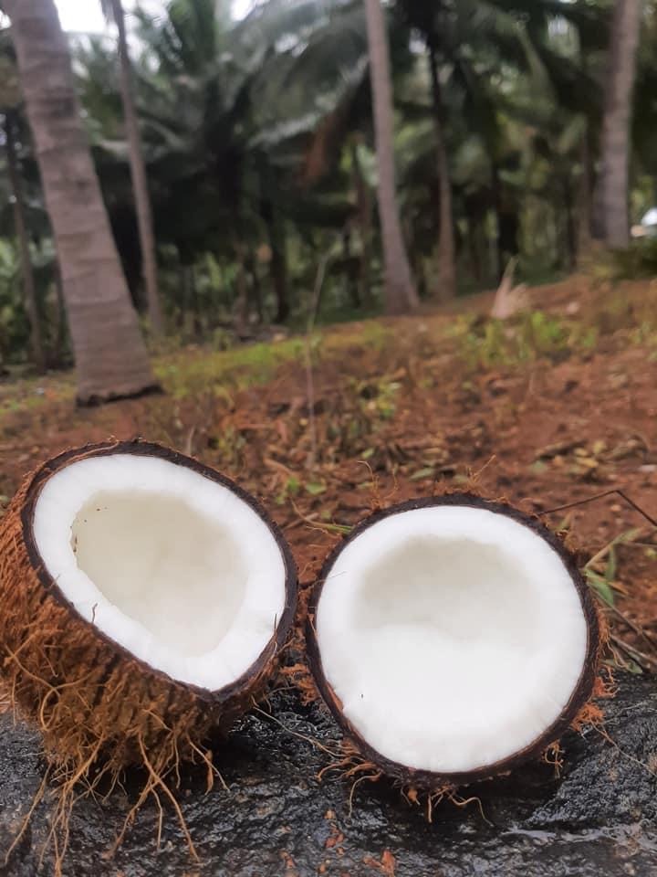 Fresh Coconut Flesh