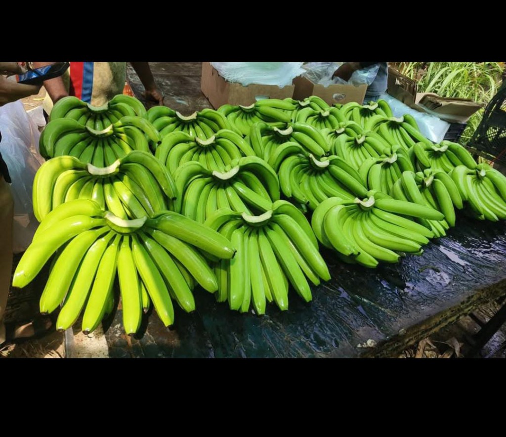 Cavendish Banana Harvest