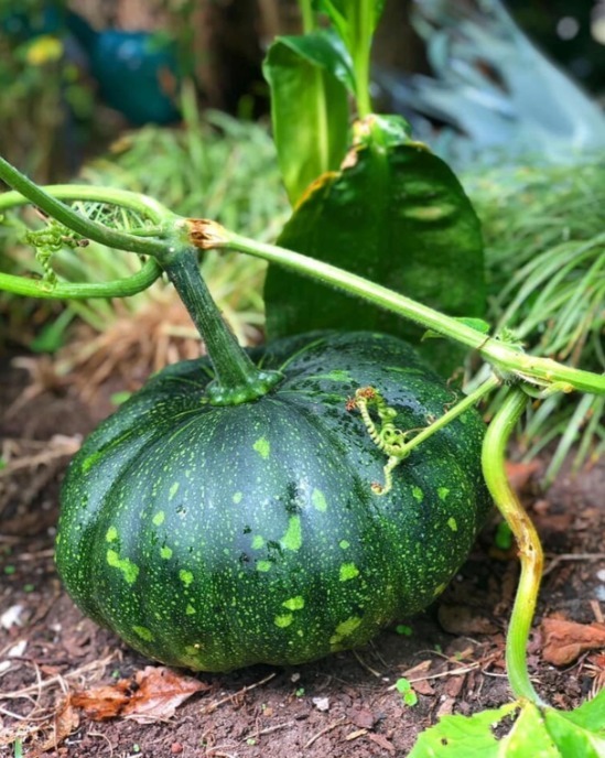 Green Pumpkin