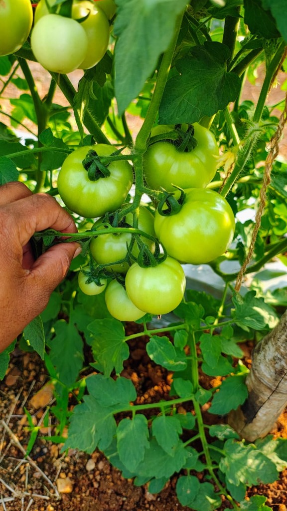 Tomato Cultivation