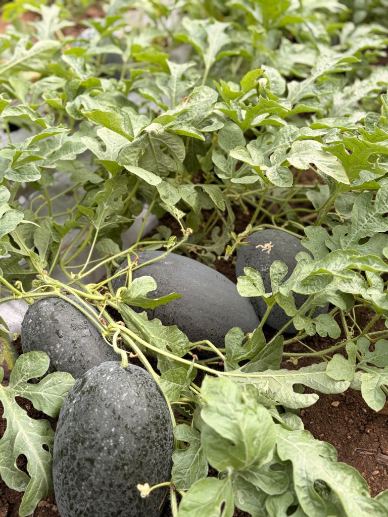 Black Diamond Watermelon